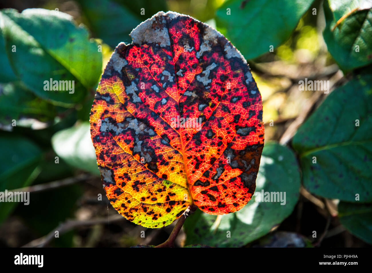 A crazy colored leaf of Gaultheria shallon Stock Photo