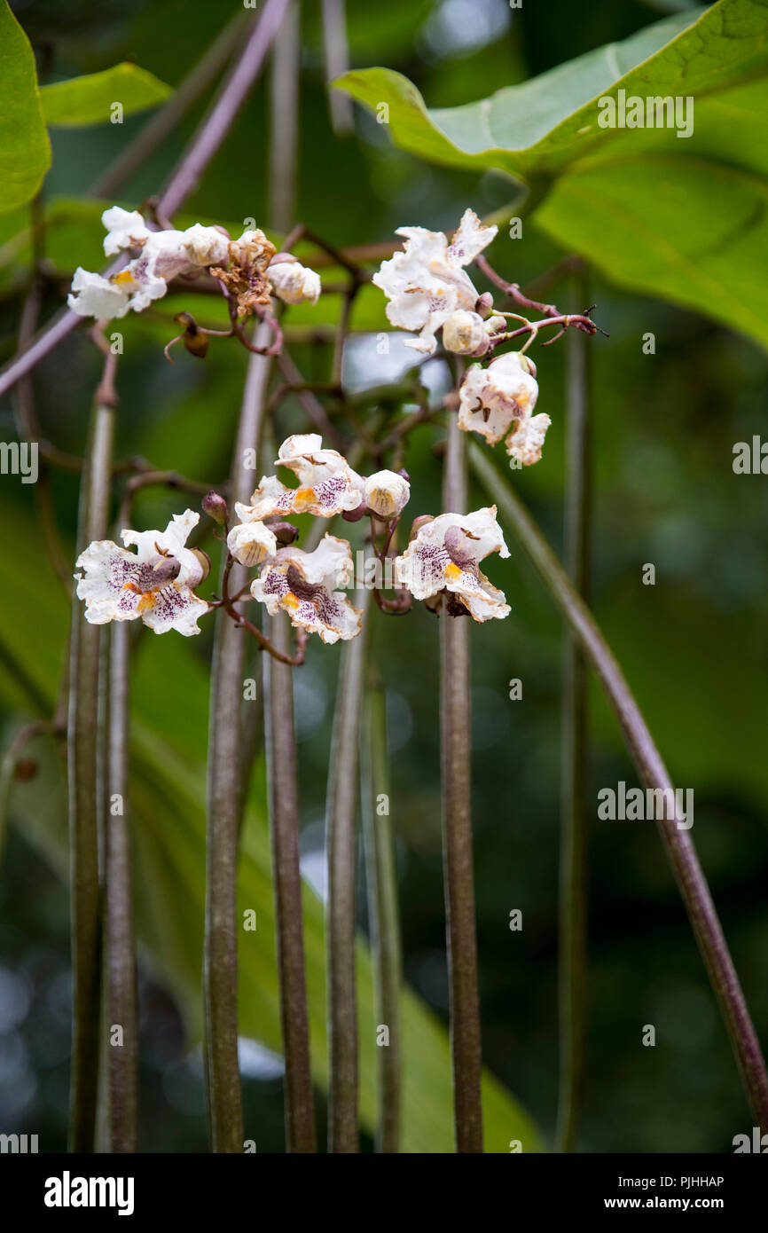 Flowers of the tree Catalpa x erubescens Stock Photo
