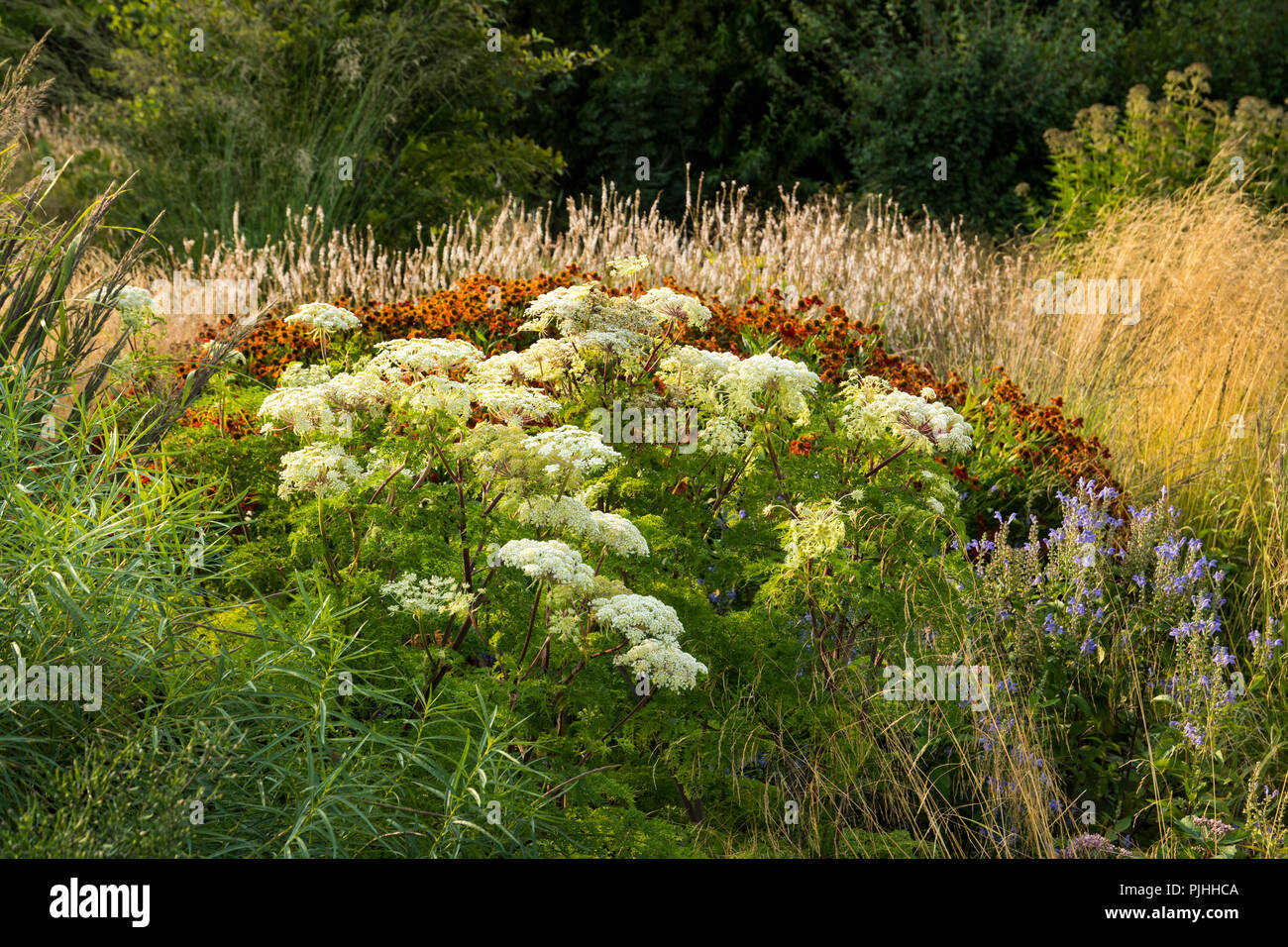 The beautiful perennial Selinum wallichianum Stock Photo