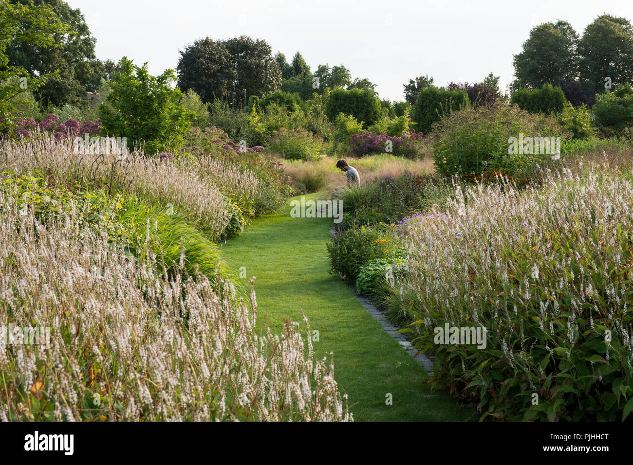 Perennial borders with  Persicaria and grass path Stock Photo