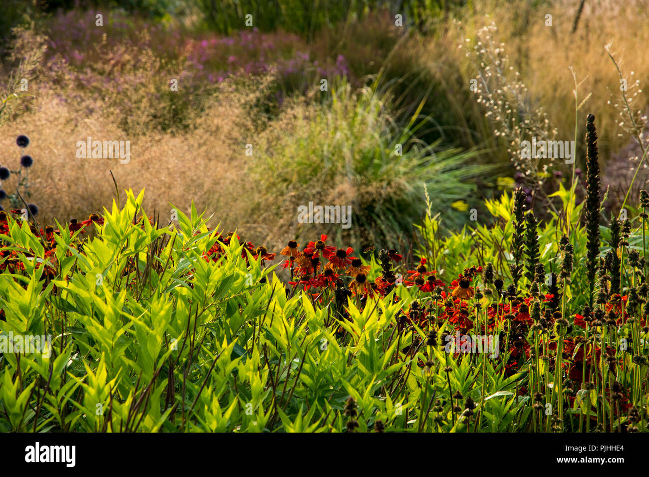 Herbaceous border with Helenium and grasses Stock Photo - Alamy
