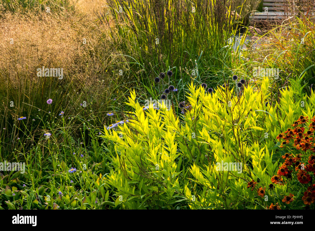 The pale green leaves of Amsonia orientalis Stock Photo