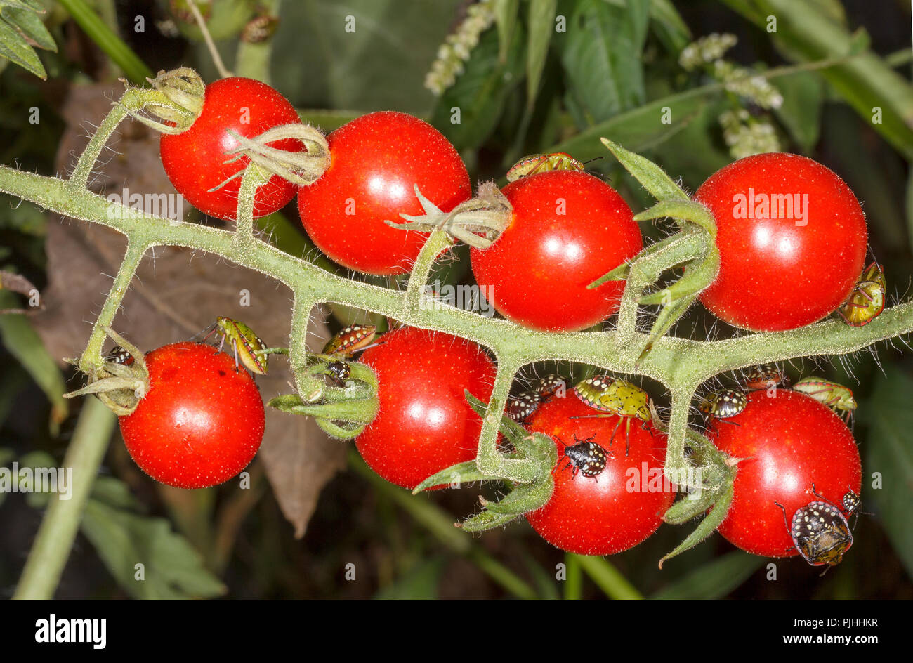 beetles are pests of ripe red tomatoes Stock Photo