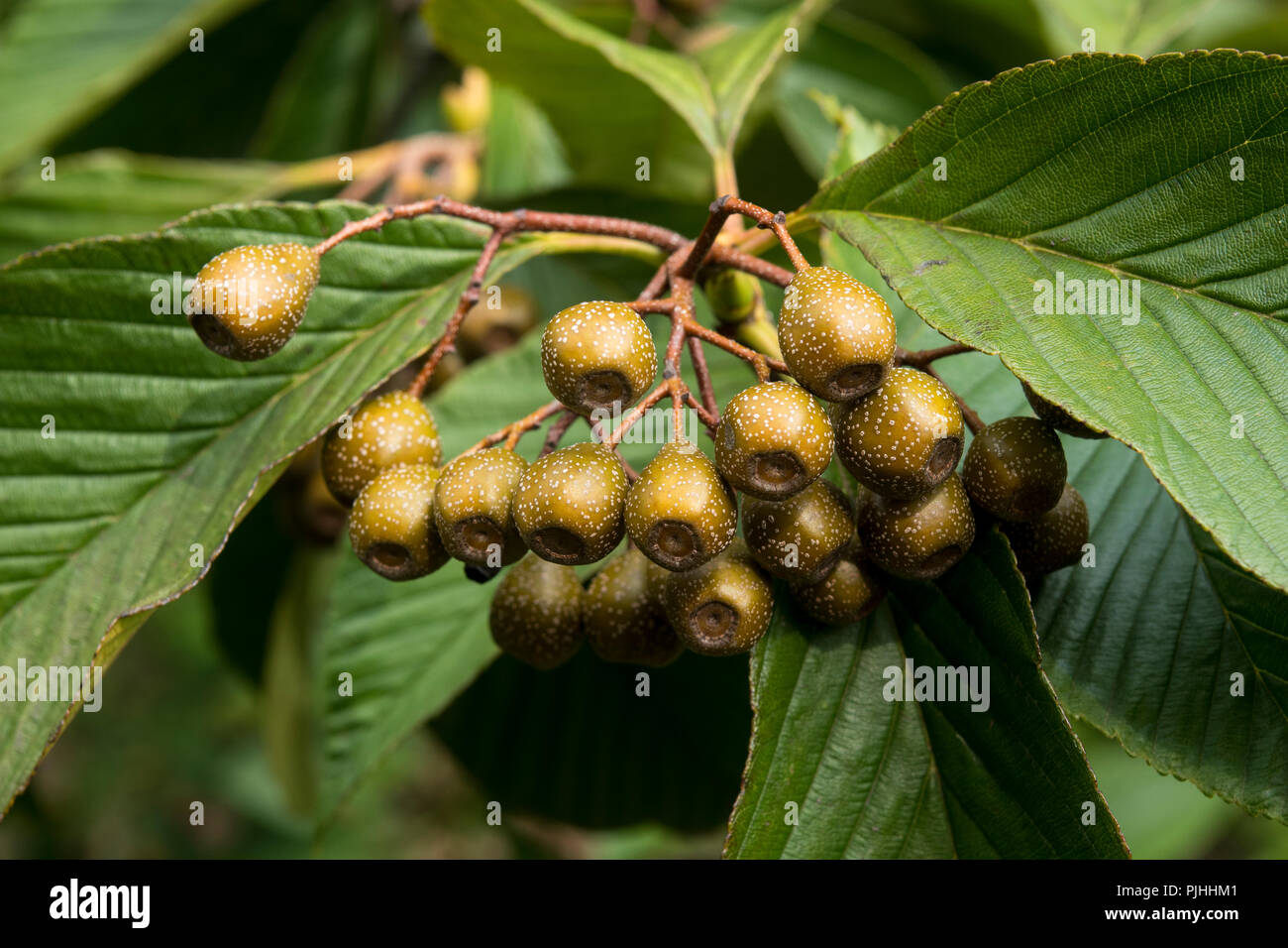 The green fruits of Sorbus megalocarpa Stock Photo