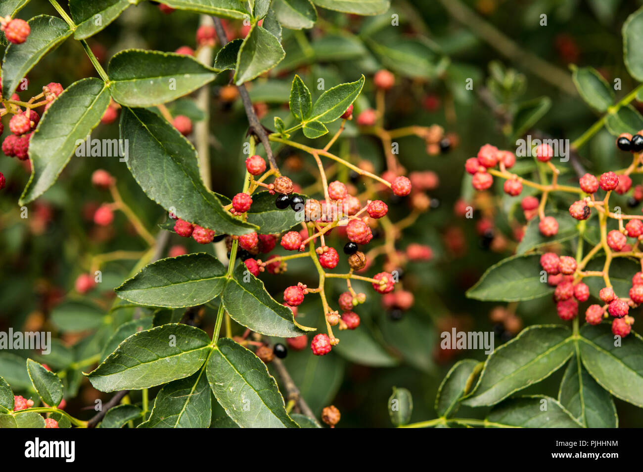 The red fruits of the tree Zanthoxylum simulans Stock Photo