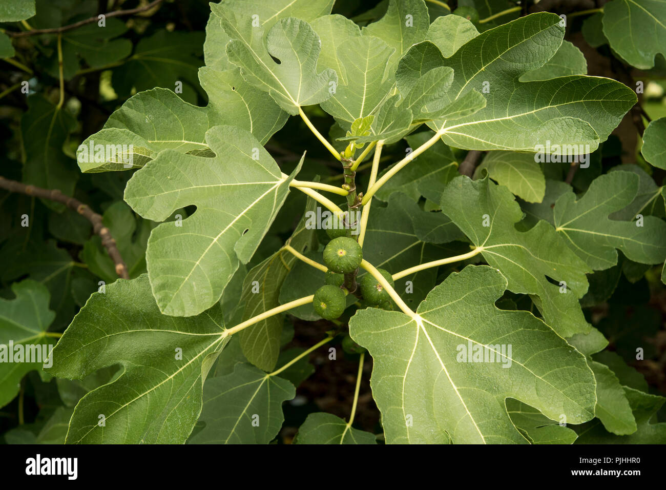 Leaves and fruits of the edible fig Stock Photo Alamy