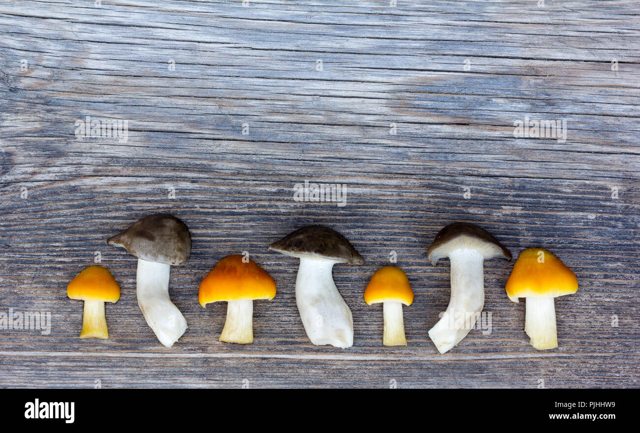 Fresh Forest Mushrooms On Old Wooden Board With Cracks Lined In A Row. With Space For Your Text Stock Photo