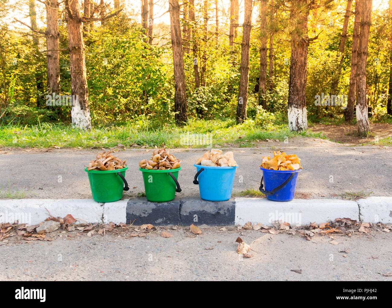 Fresh Edible Mushrooms, honey Mushrooms, Chanterelles And Elvik Yellow (Hydnum repandum) In Buckets, Sold At the Road Stock Photo
