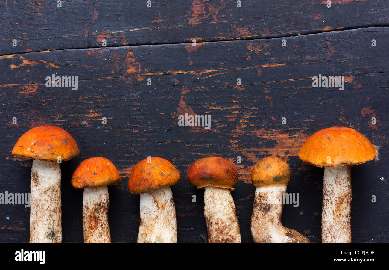 Fresh Edible Wild Mushrooms boletus (Leccinum aurantiacum) on the old wooden background Black cracked. Top view close-up. With space for text Stock Photo