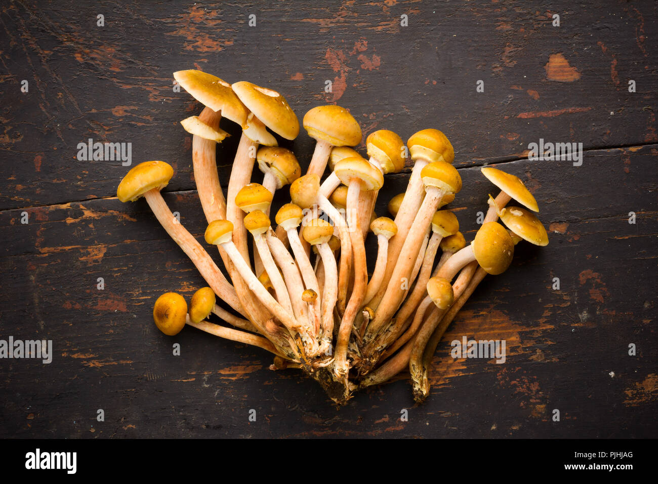 Raw Yellow Edible Forest Mushrooms Mushrooms On An Old Black Wooden Table Close-Up Top View Stock Photo