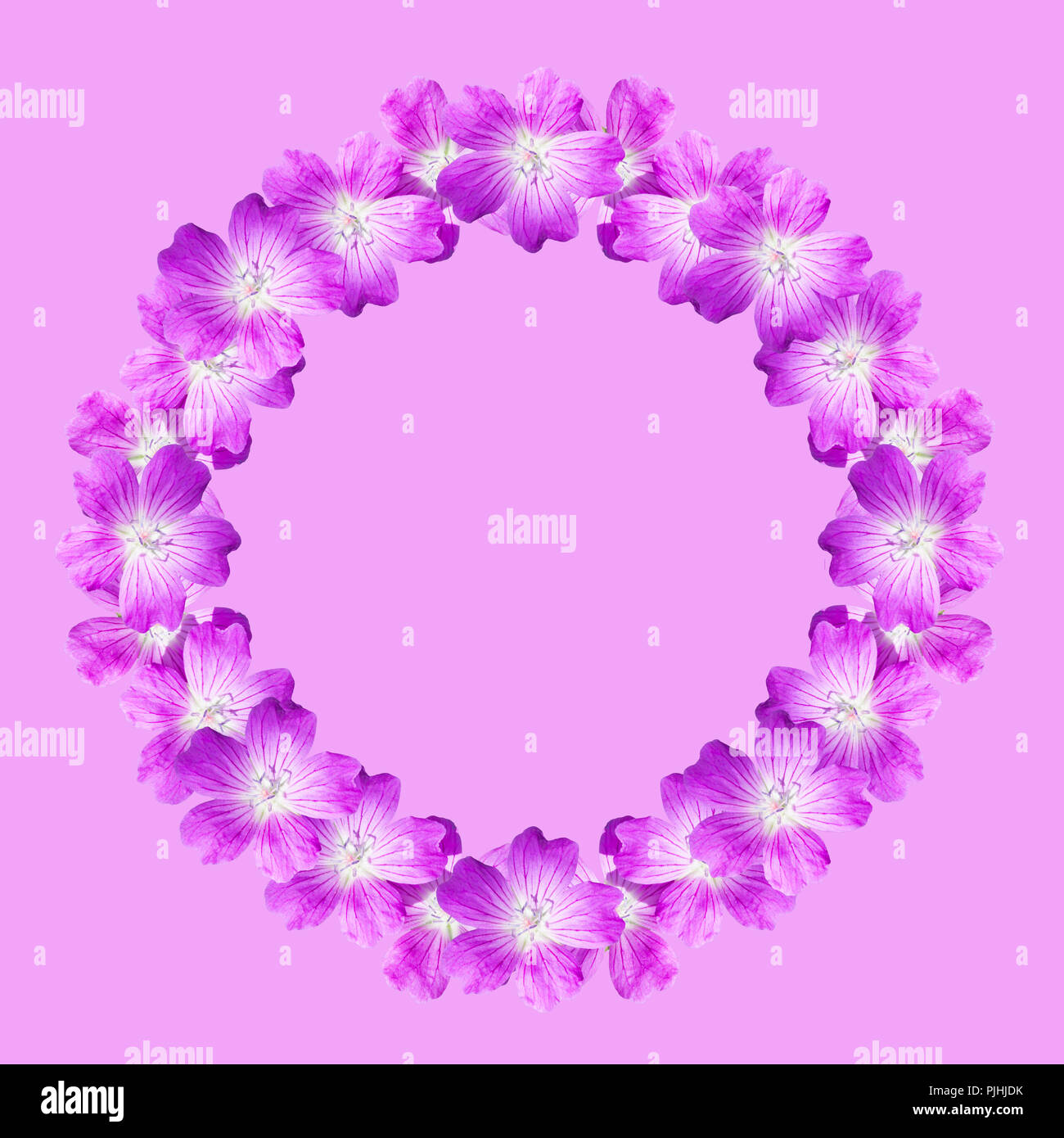 mock up round floral frame from flowers of wild geranium isolated on ...