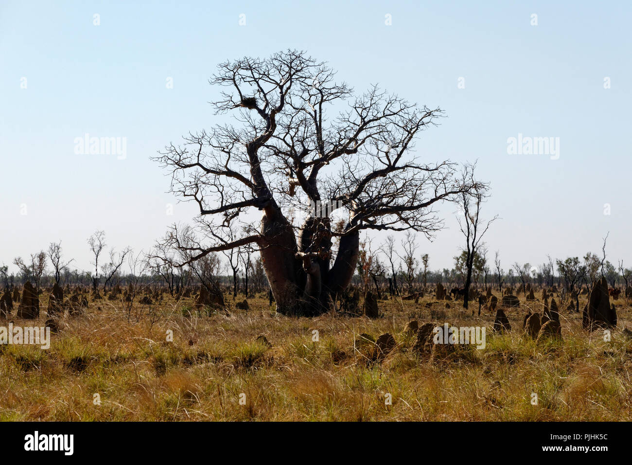 Boab Tree ( Adansonia digitata ), Kimberley, Northwest Australia Stock Photo