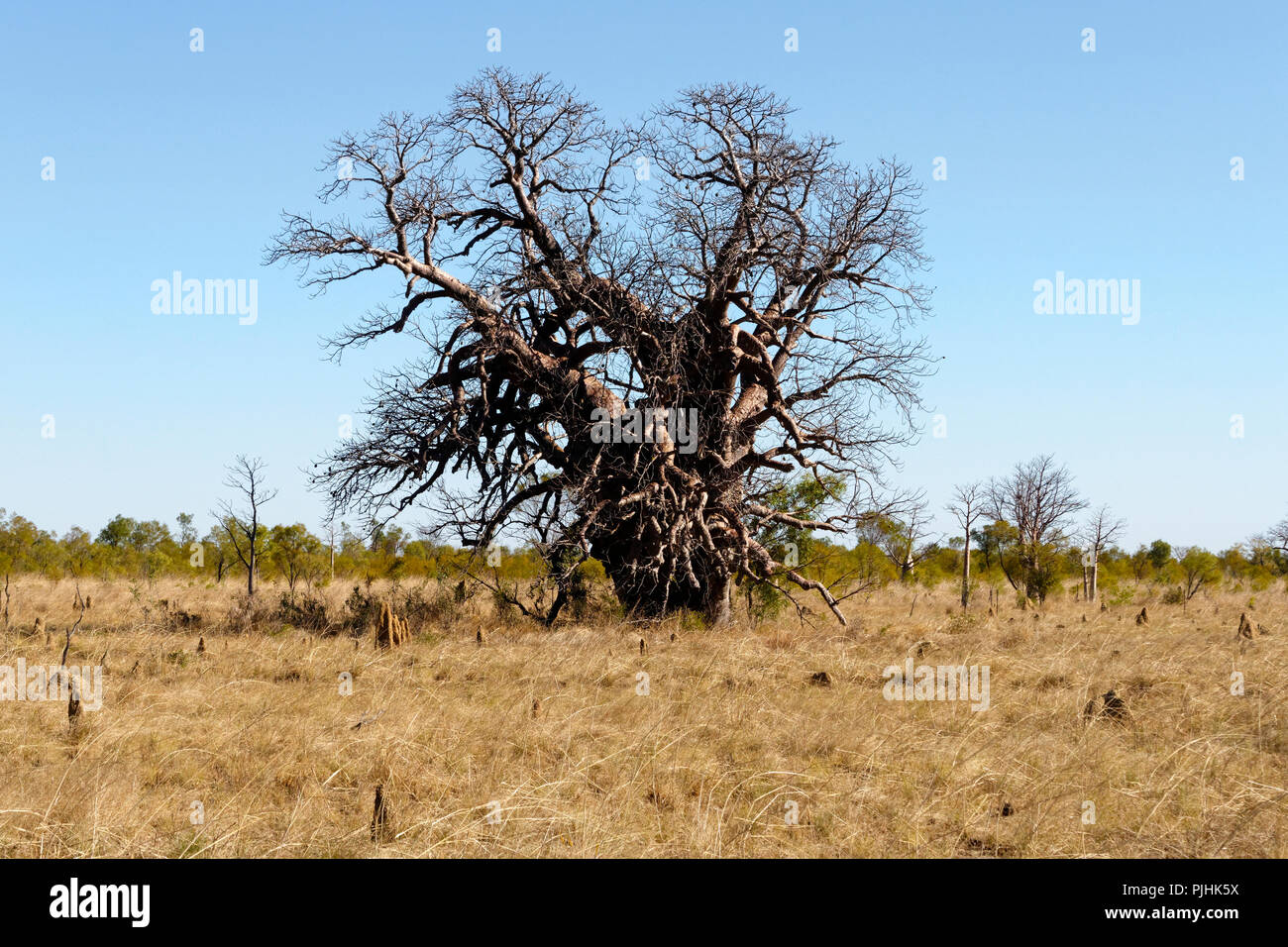 Boab Tree ( Adansonia digitata ), Kimberley, Northwest Australia Stock Photo