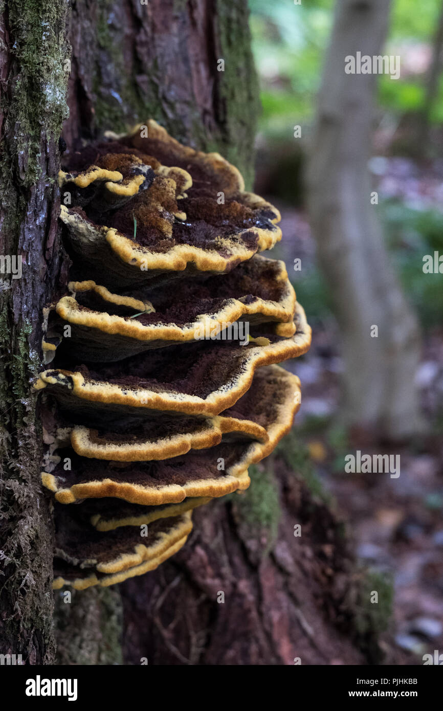 Brown shelf mushroom with yellow edges growing on a tree trunk in the