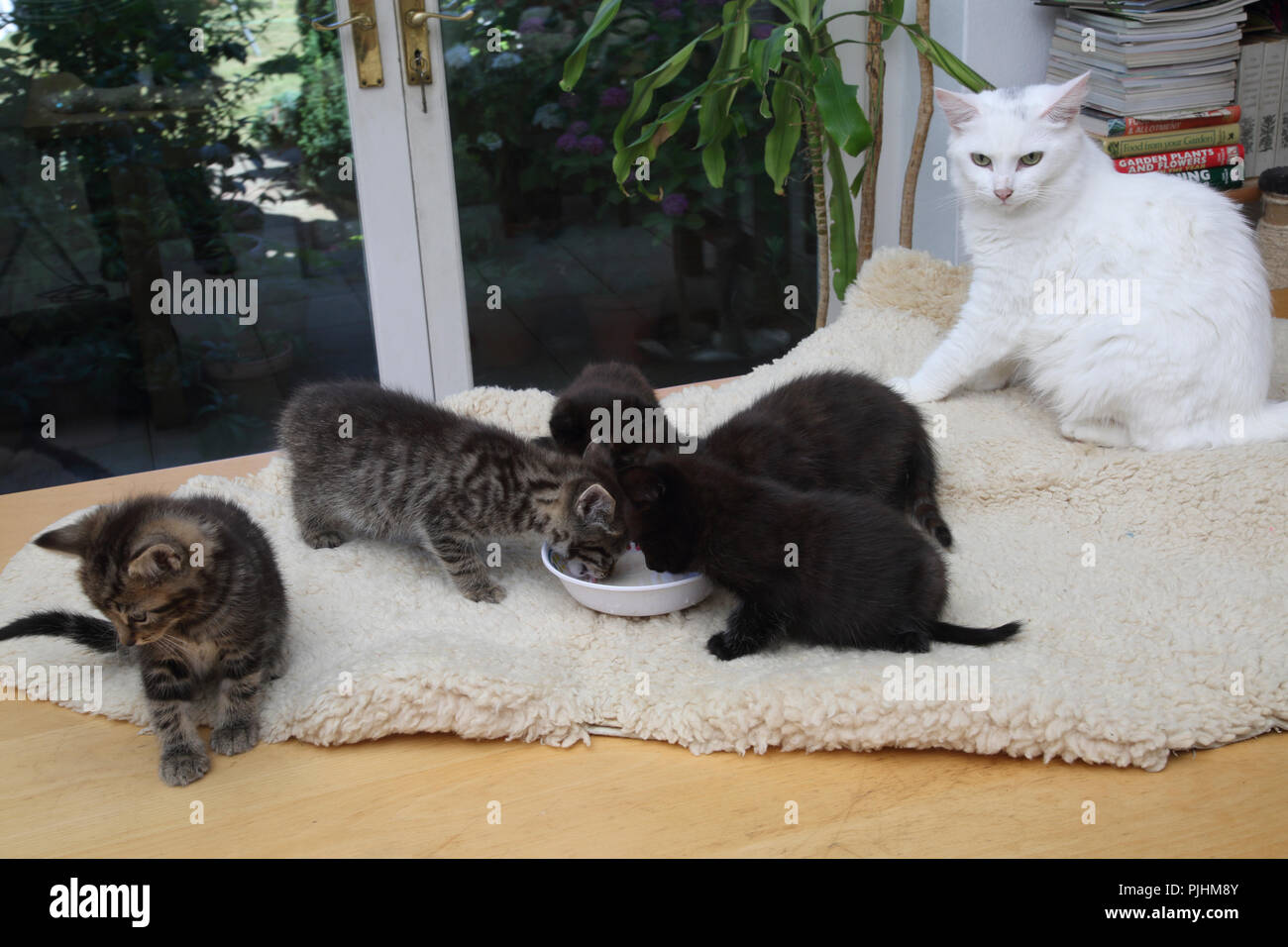 Turkish Angora Mother Cat with Seven Week Old Kittens Drinking Kitten