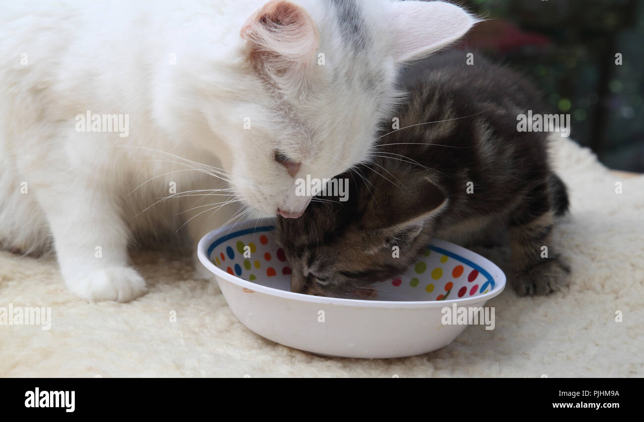 When can kittens eat tuna cheap
