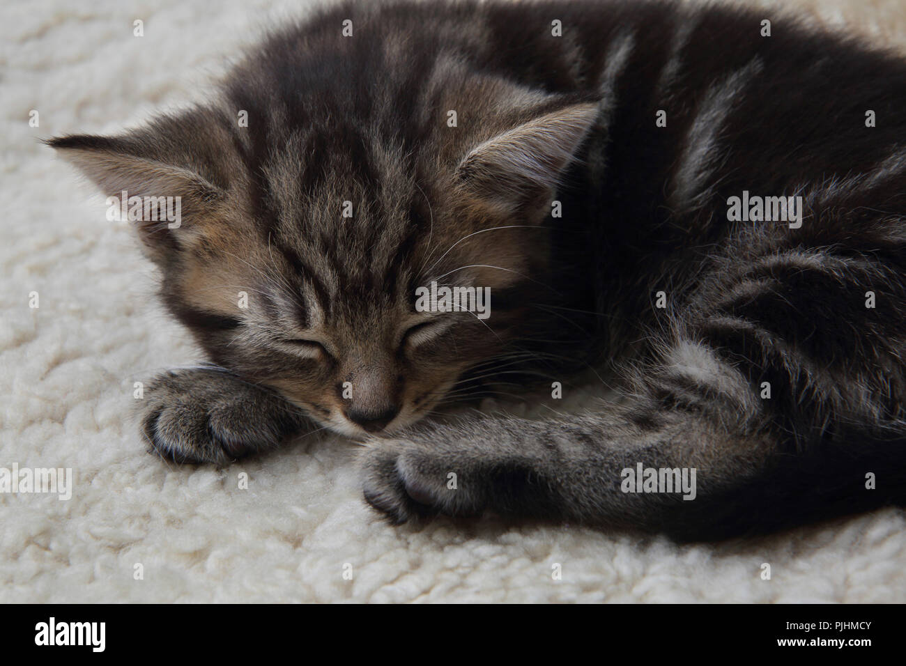 Seven Week Old  Male Tabby Kitten Sleeping Stock Photo
