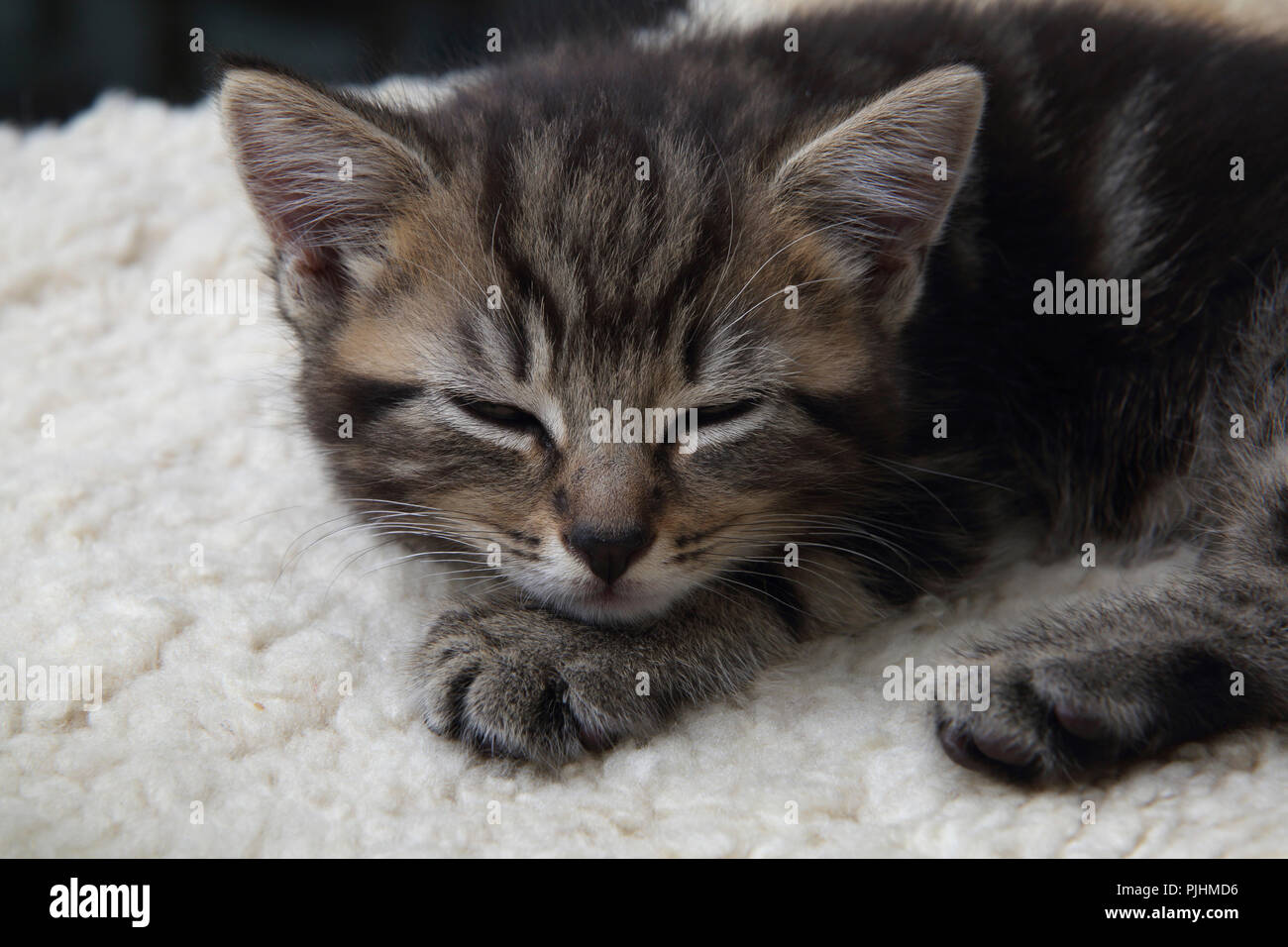Tired Seven Week Old  Tabby Kitten Stock Photo