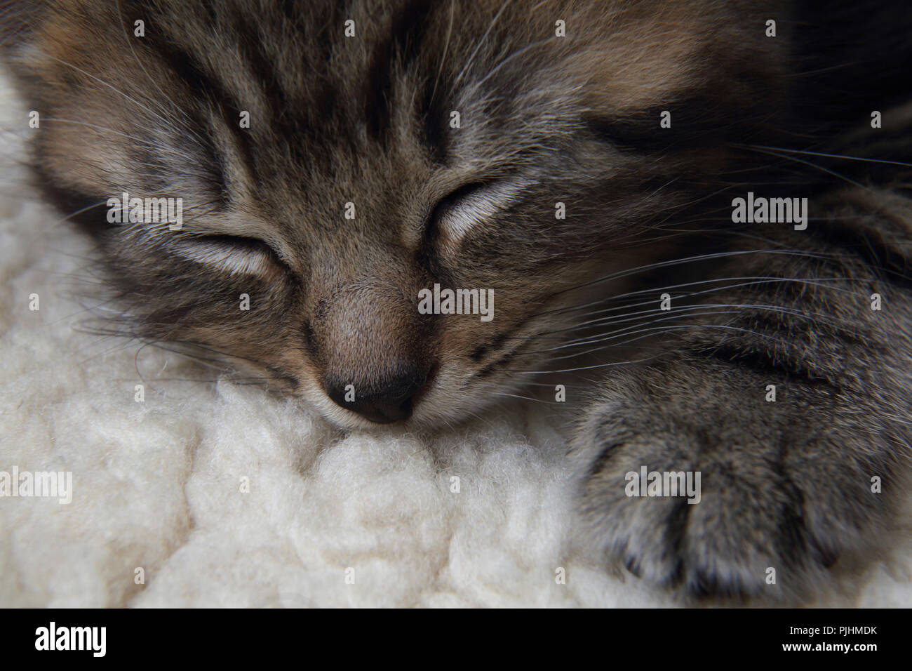 Seven Week Old  Male Tabby Kitten Sleeping Stock Photo