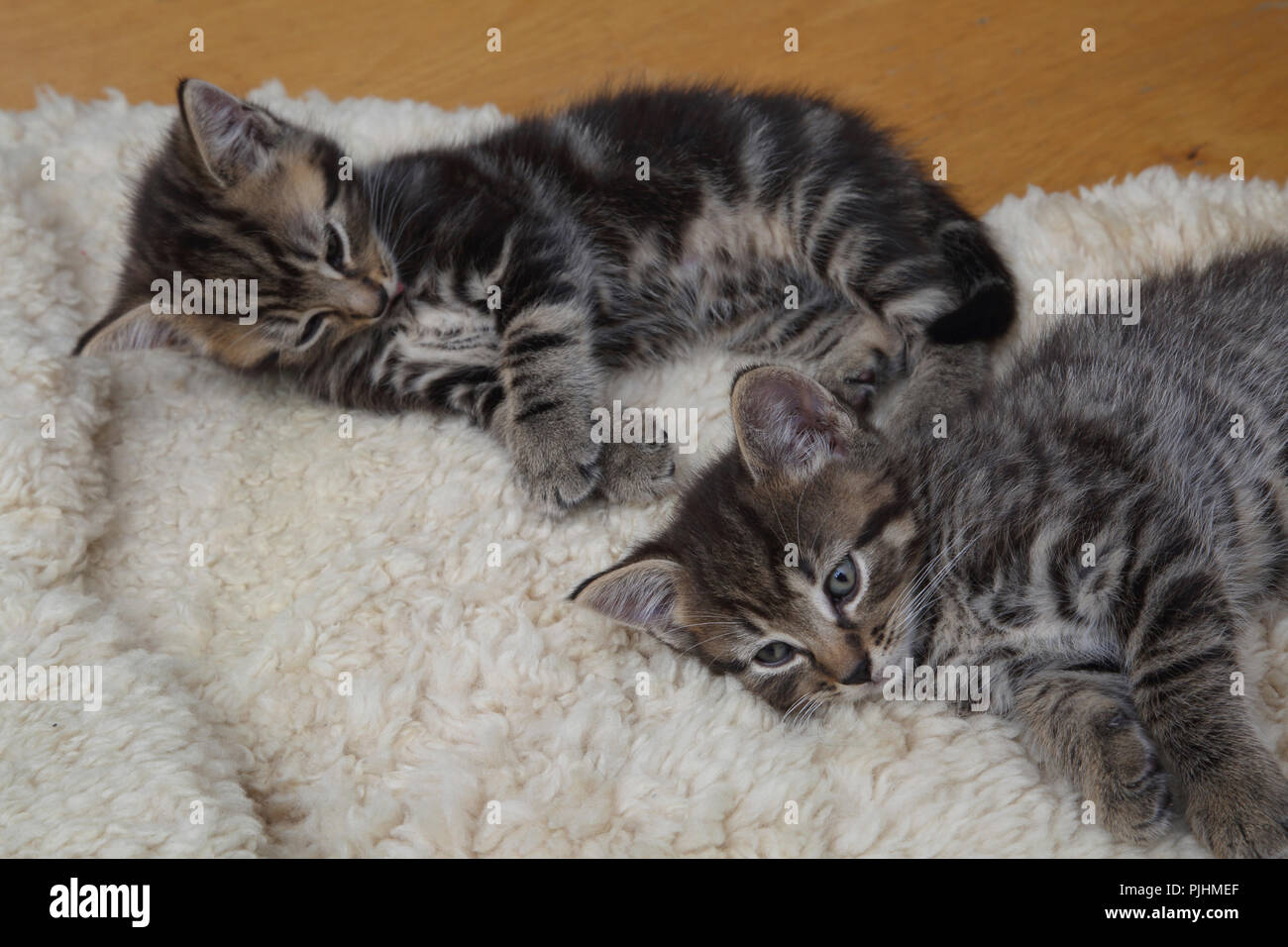 Seven Week Old  Male Tabby Kittens Stock Photo