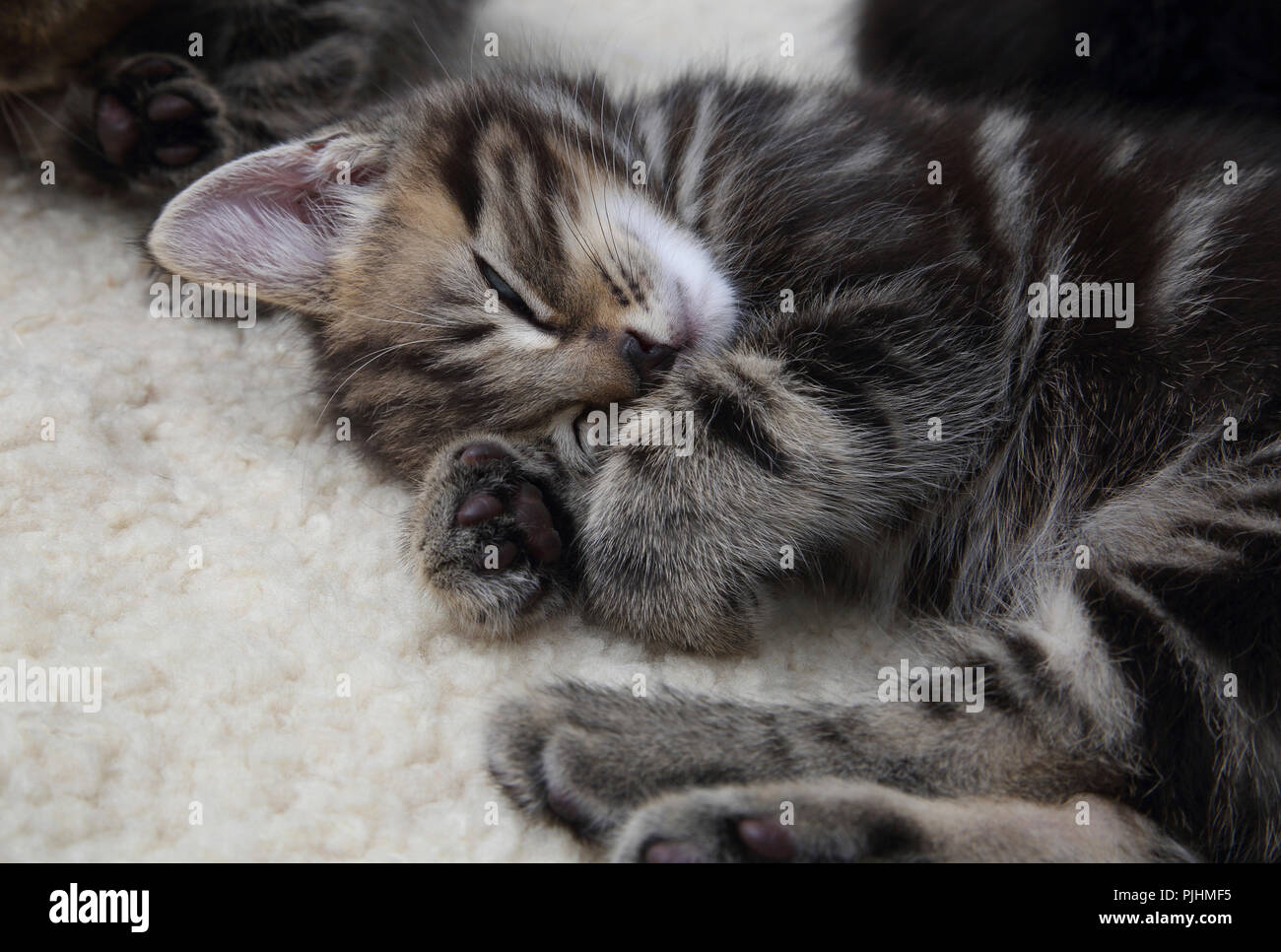 Seven Week Old  Male Tabby Kitten Sleeping Stock Photo