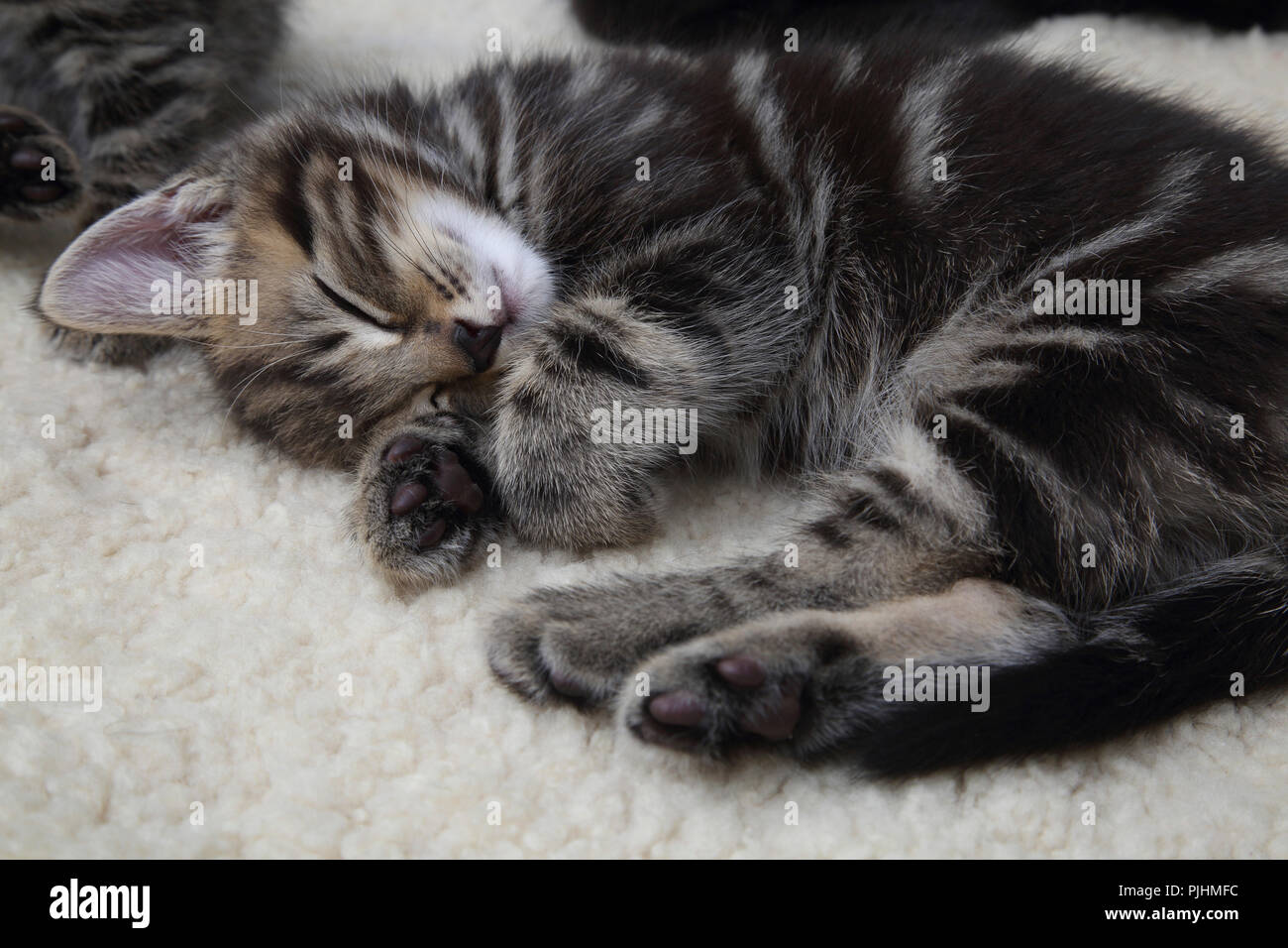 Seven Week Old  Male Tabby Kitten Sleeping Stock Photo