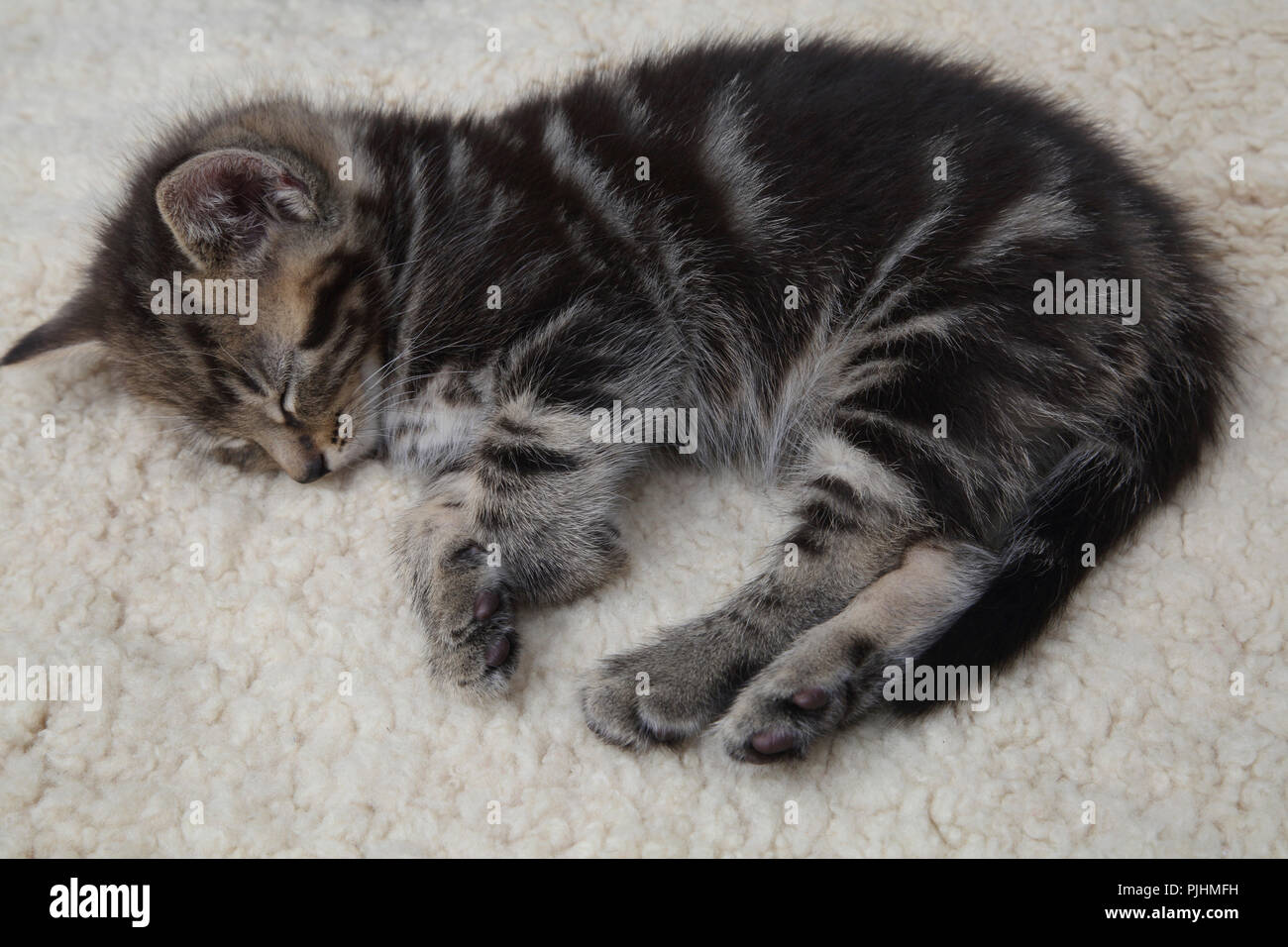 Seven Week Old  Male Tabby Kitten Sleeping Stock Photo
