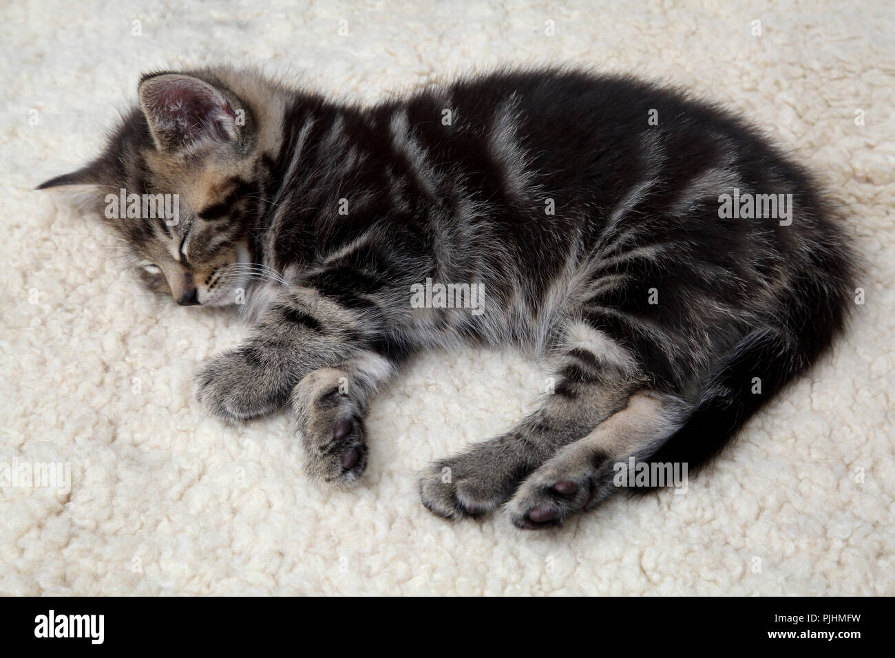 Seven Week Old  Male Tabby Kitten Sleeping Stock Photo