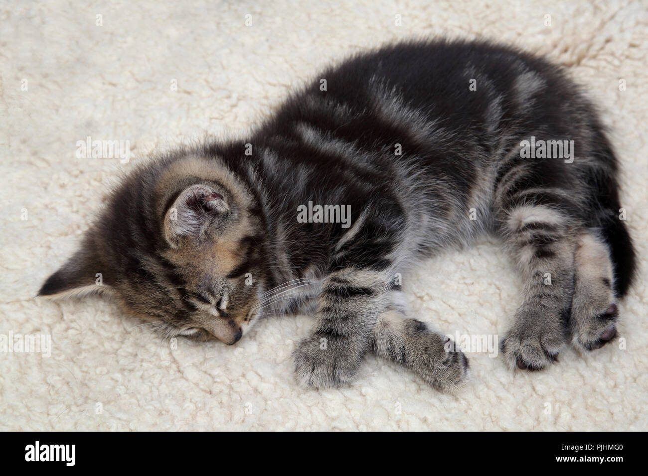 Seven Week Old Male Tabby Kitten Sleeping Stock Photo