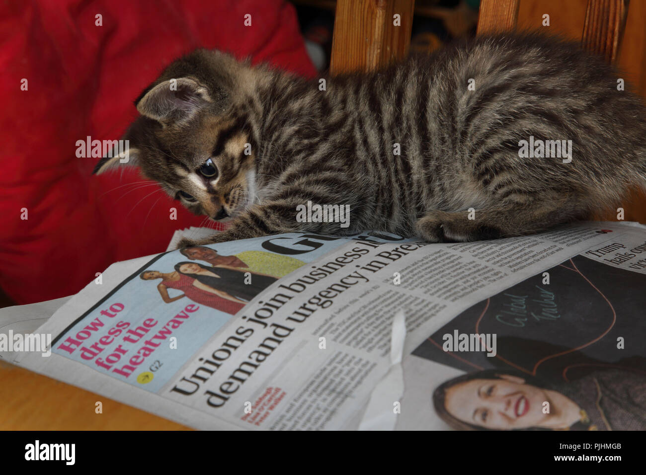 Seven Week Old Tabby Kitten Playing with Newspaper Stock Photo