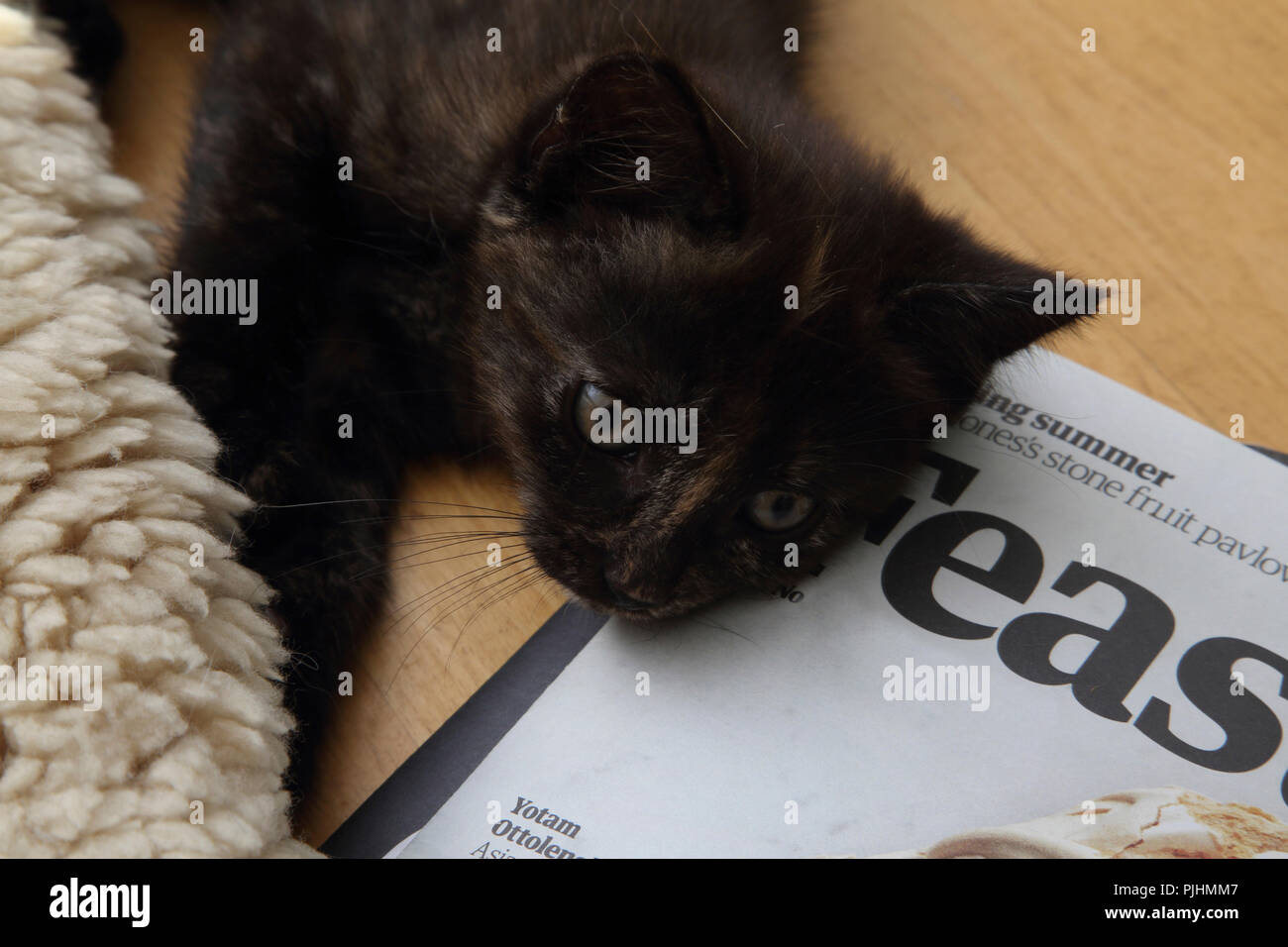 Cat Magazine Hi Res Stock Photography And Images Alamy