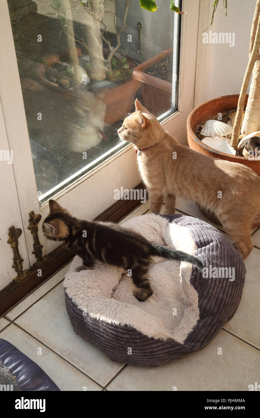 Ginger Tom Cat and Tabby Kitten (Father and Son) waiting at Door to go outside Stock Photo