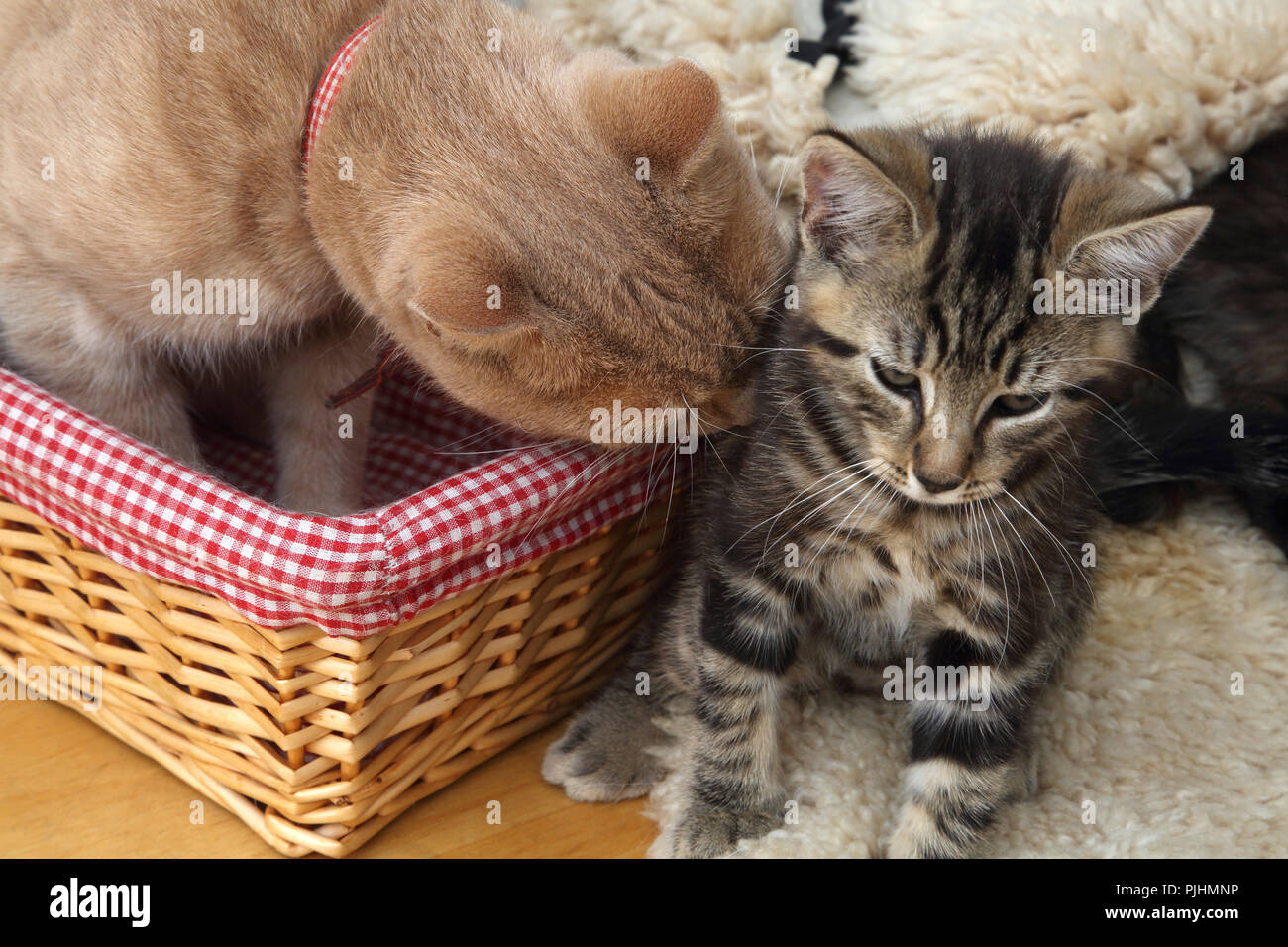 Ginger Tom Cat and Cleaning Tabby Kitten (Father and Son) Stock Photo