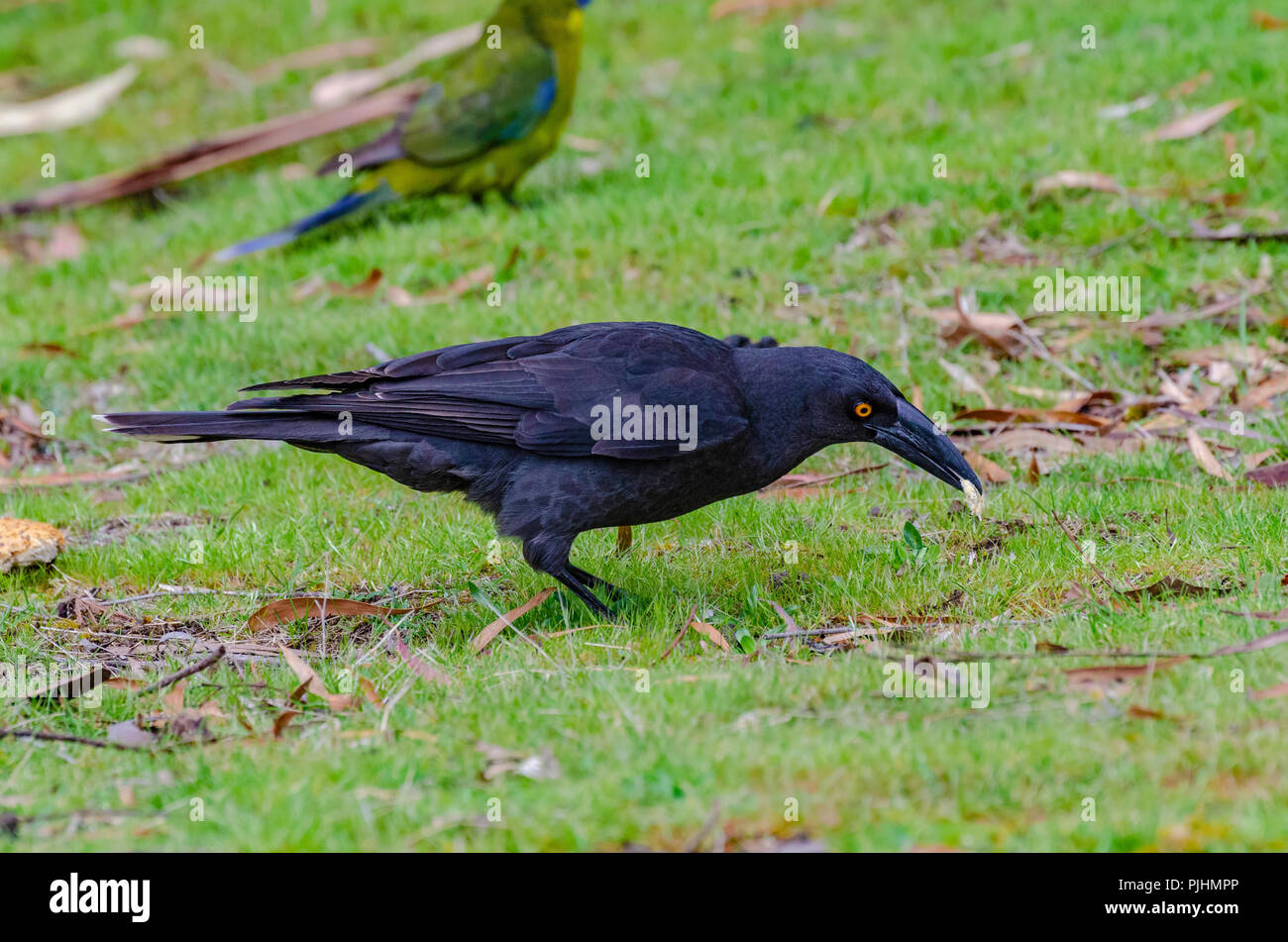 black currawong, tasmania, australia Stock Photo