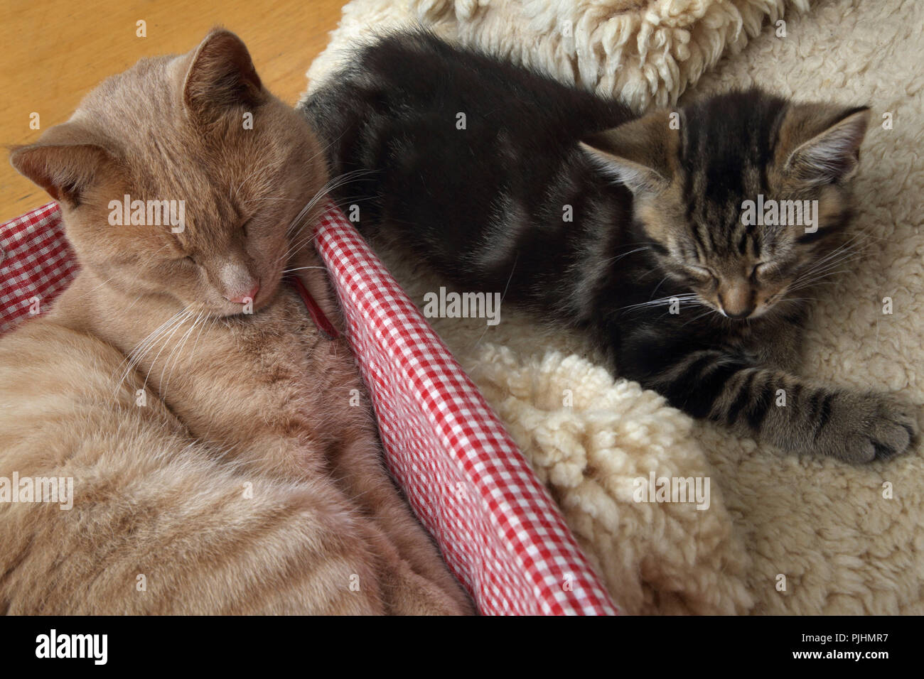 Tom Cats And Kittens