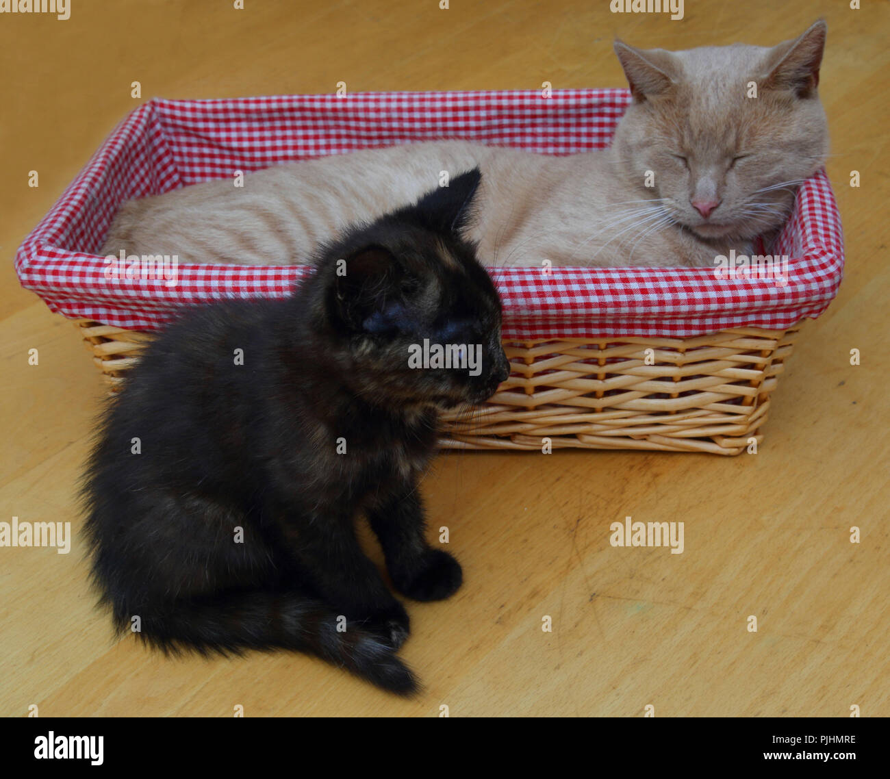 Ginger Tom Cat Sleeping in Basket with Tortoiseshell Kitten Sitting by the side (Father and Daughter) Stock Photo