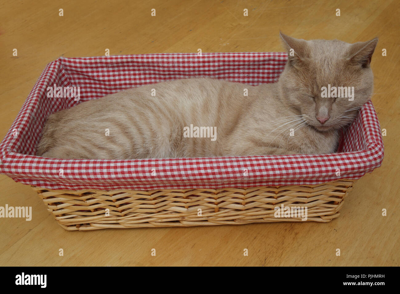 Cat sleeping basket hi-res stock photography and images - Alamy