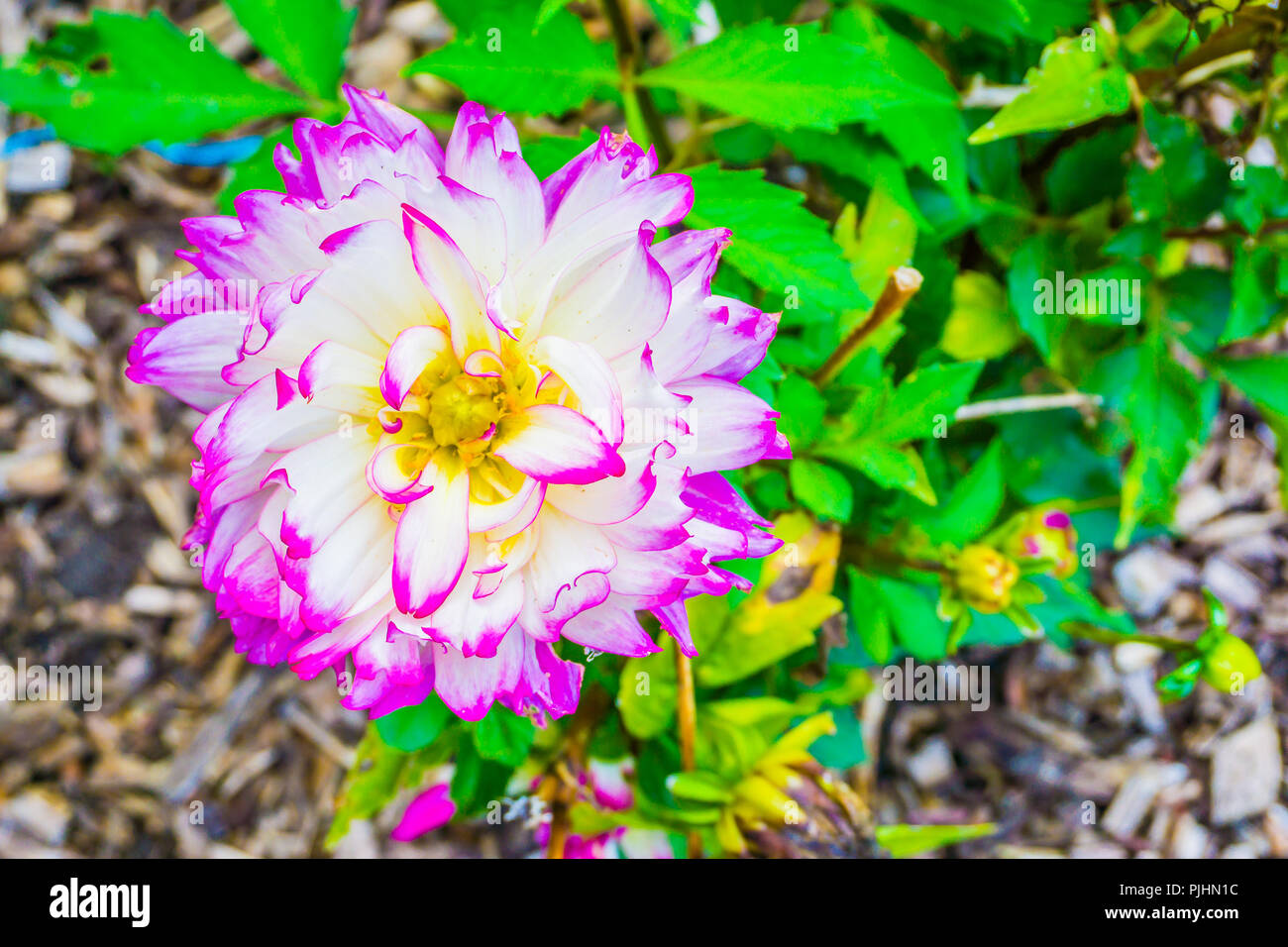 White purple dahlia hi-res stock photography and images - Alamy