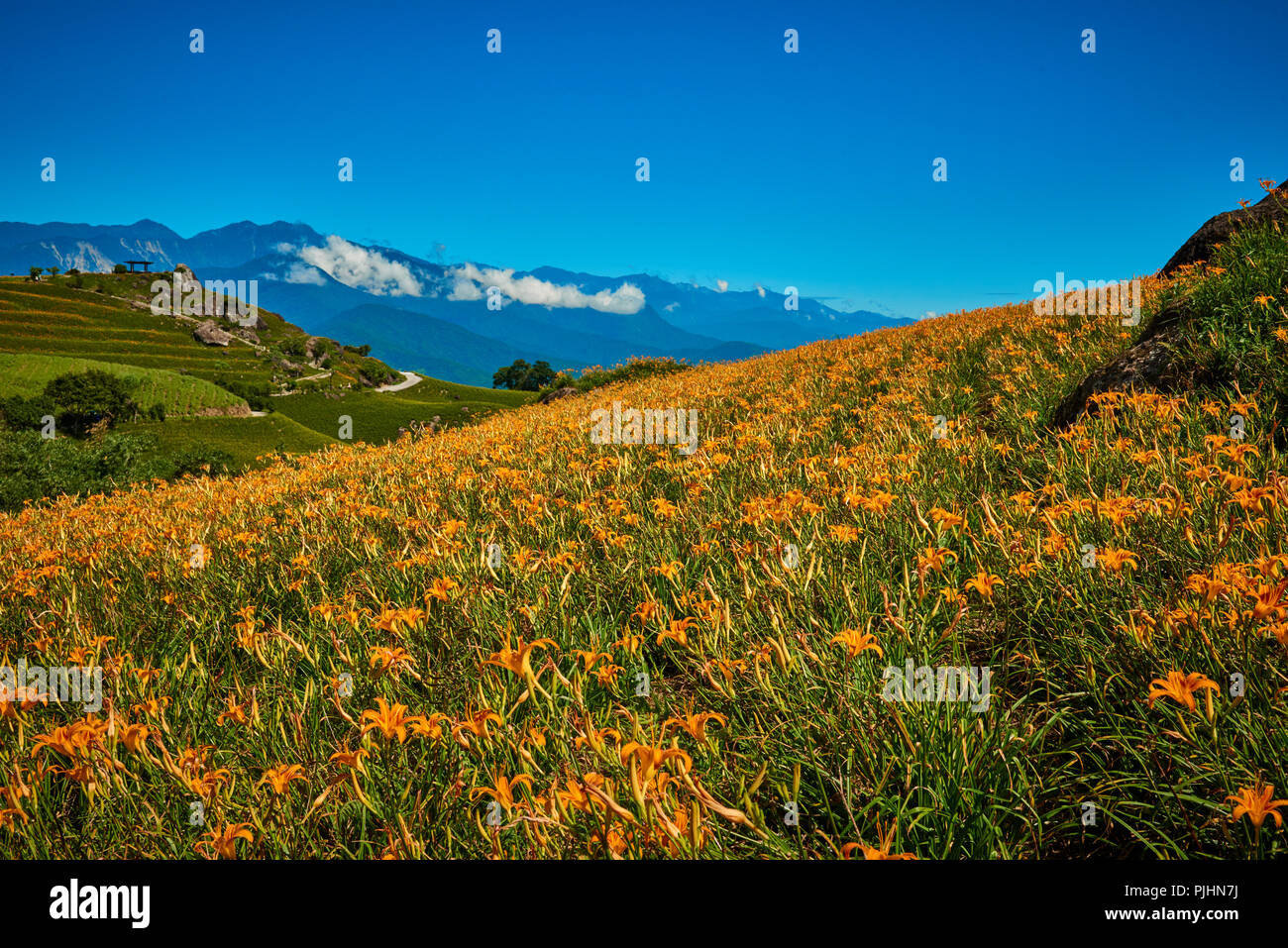 Lilies of the field hi-res stock photography and images - Alamy
