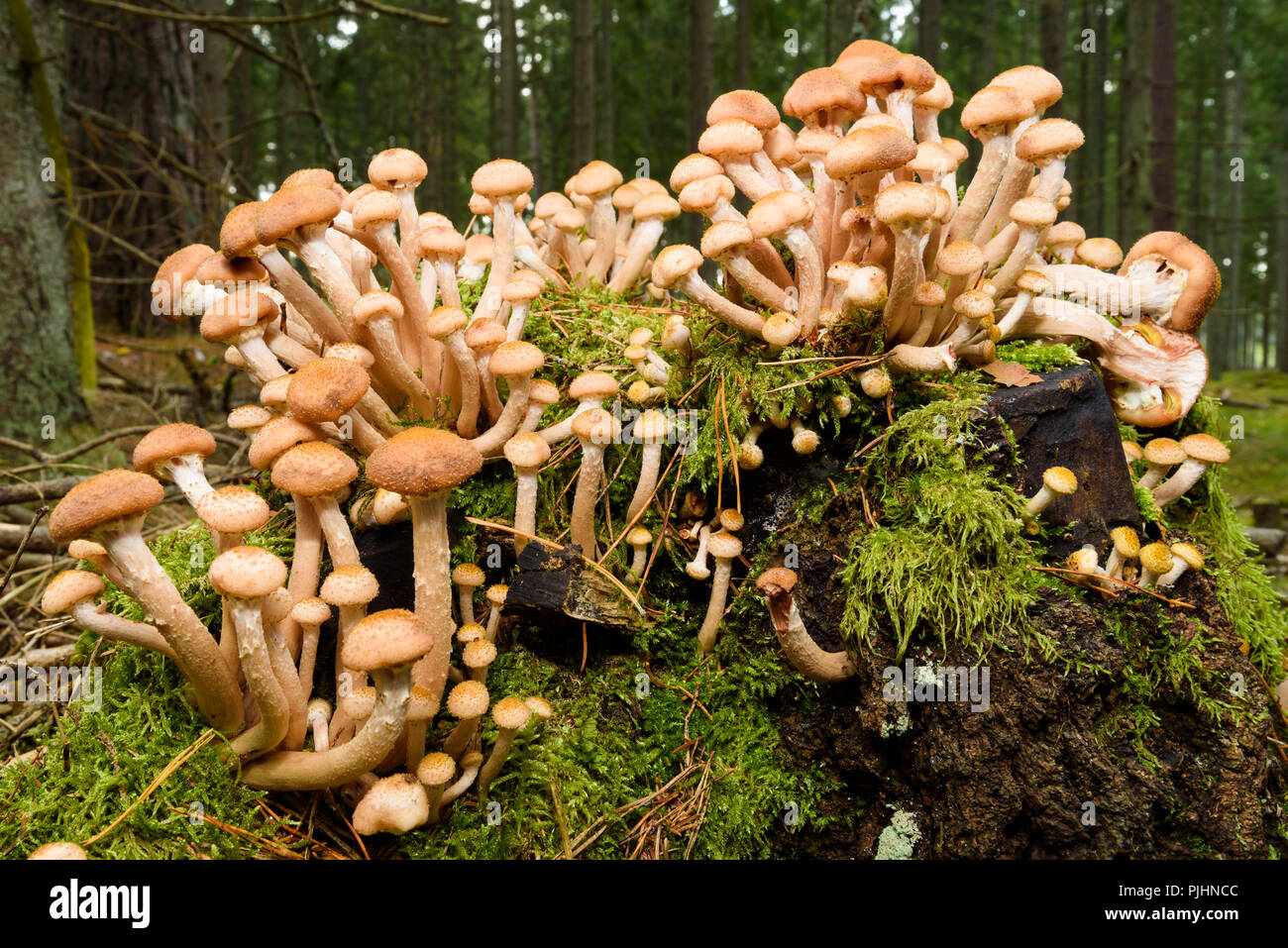 Young specimens of honey fungus (Armillaria mellea) growing in a cluster on a tree stump in a forest. Stock Photo