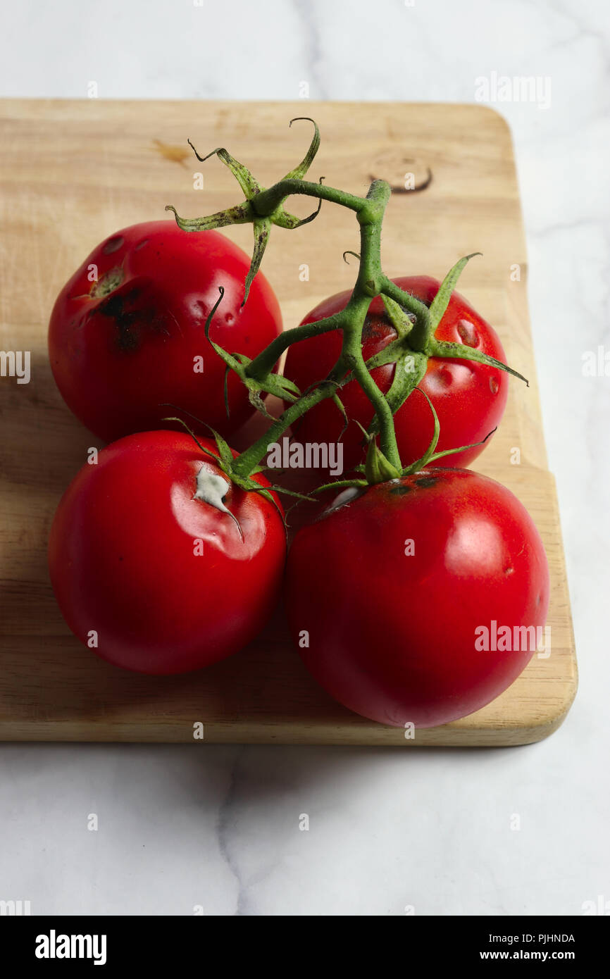 Rotten tomatoes with mold on wooden cutting board and white marble surface Stock Photo
