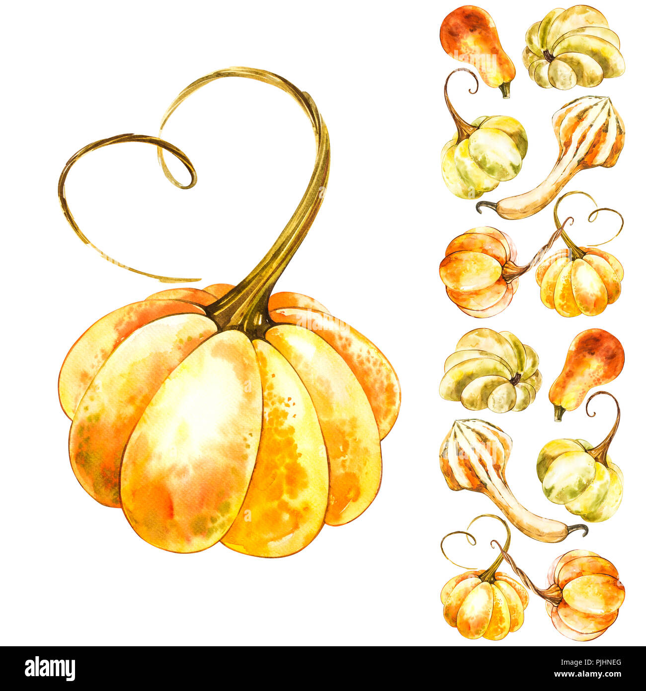 Pumpkin. Hand drawn watercolor painting on white background. Watercolor ...