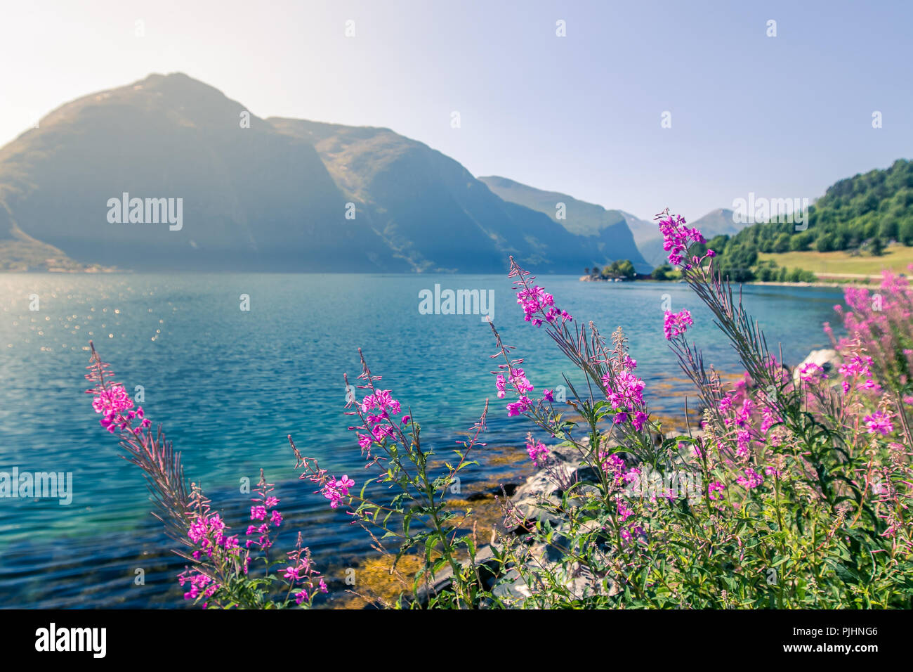 Beautiful Norwegian landscape with fjord and fireweed. Stock Photo