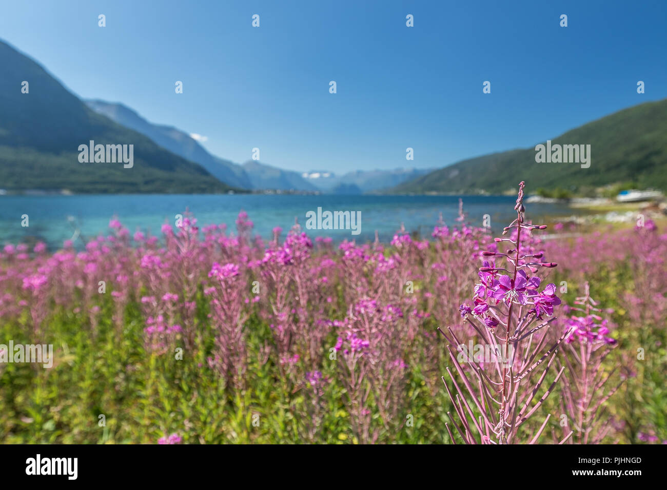 Beautiful Norwegian landscape with fjord and fireweed. Stock Photo