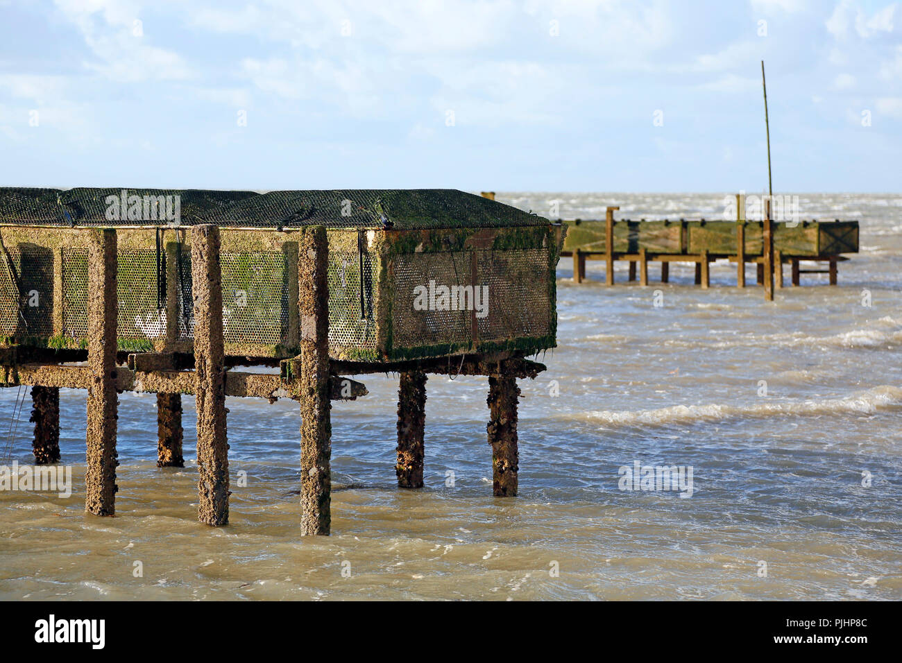 Normandy. Manche. Annoville. Close-up on racks with oysters Stock Photo ...