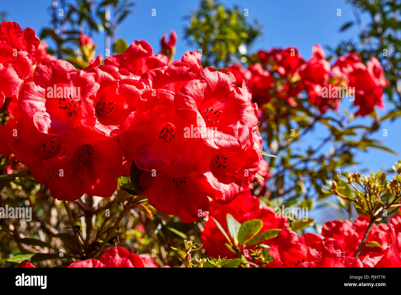 Bright red Rhodendron blooms pick up the early morning sinshine in the Arduaine gardens. Argyll Stock Photo