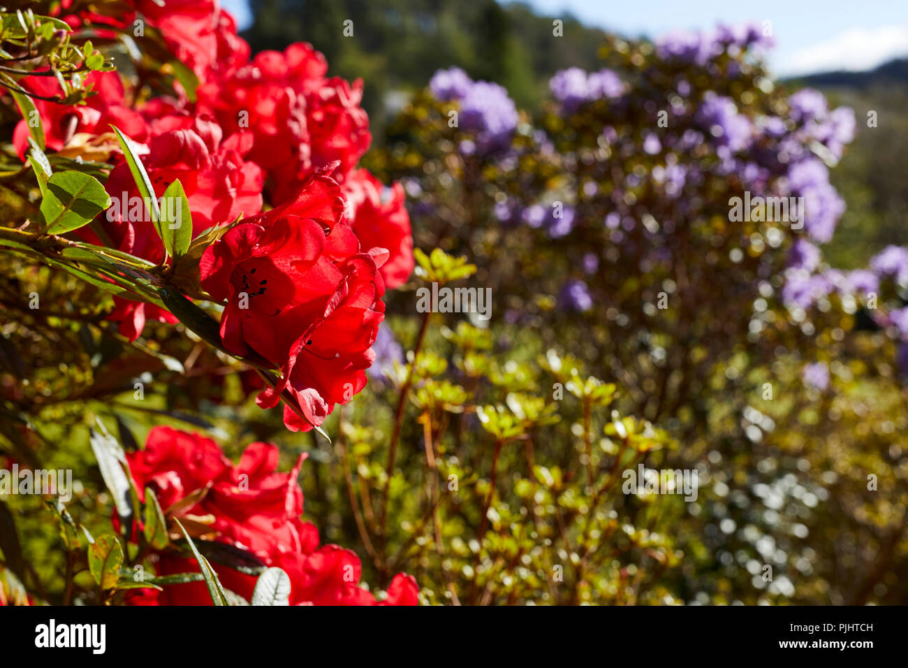 Bright red Rhodendron blooms pick up the early morning sunshine in the Arduaine gardens. Argyll Stock Photo
