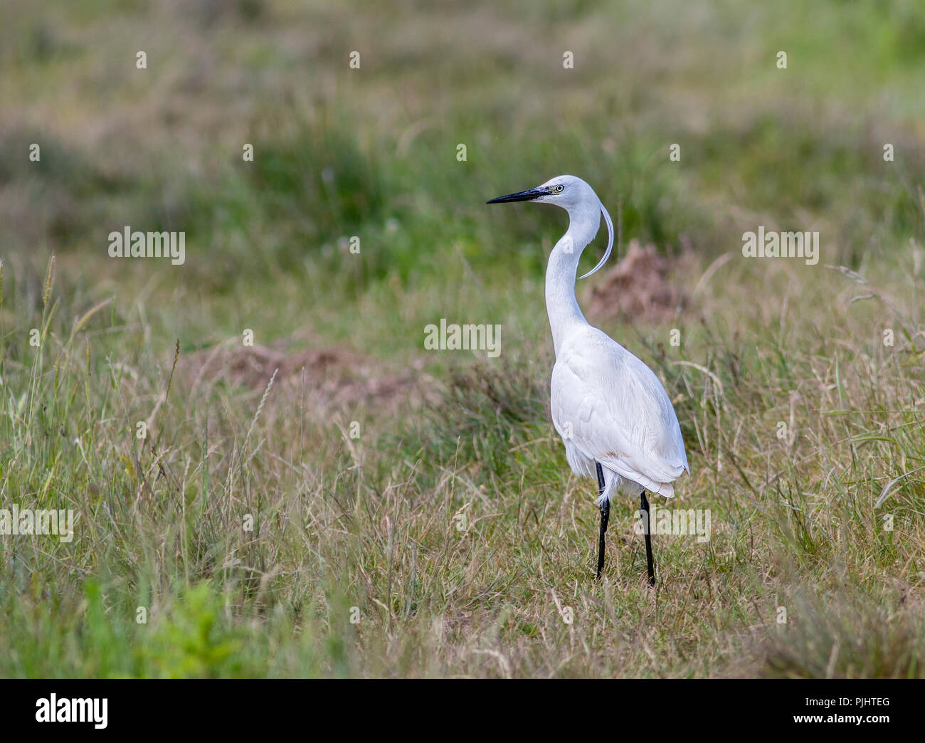 Gannet in Flight Stock Photo