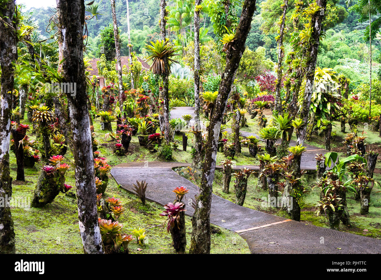 Botanical garden of Balata, Martinique, France Stock Photo Alamy