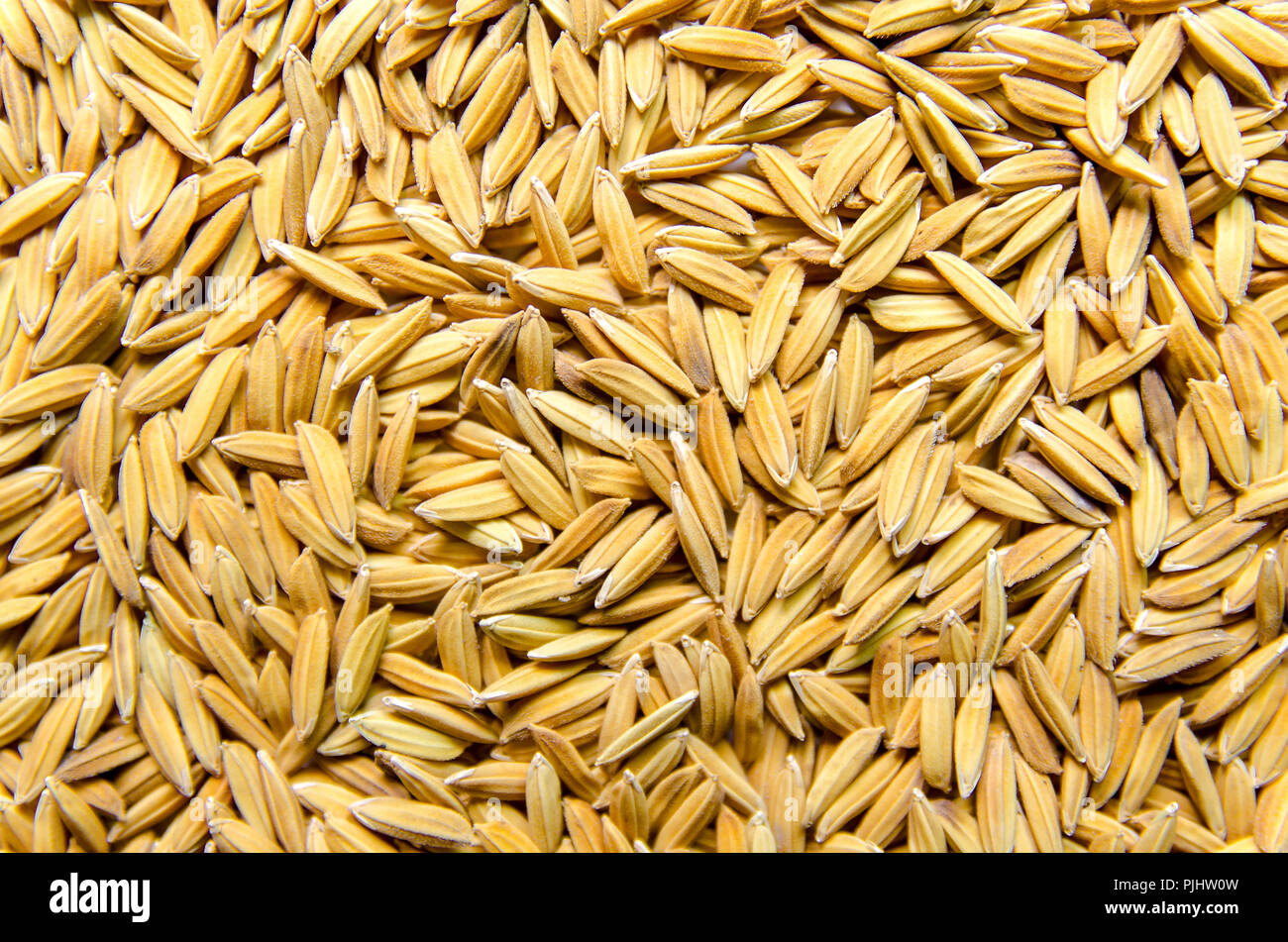Top view of paddy rice and rice seed on the floor, Background and wallpaper by pile of paddy rice, Close-up of brown rice grain and rice pile. Stock Photo